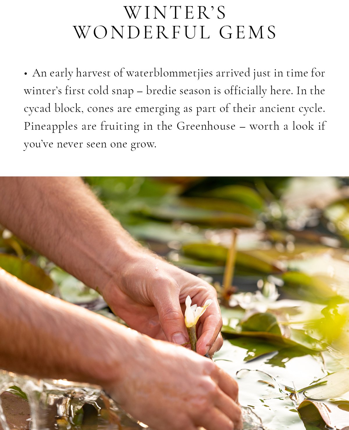 Winter's Wonderful Gems